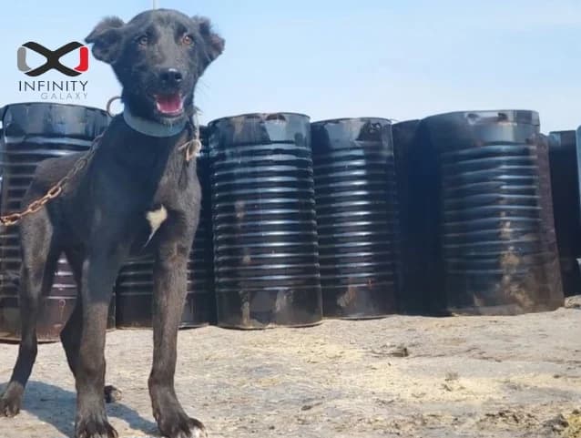 Weekly Bitumen Report: How Might Israel- Hamas War Affect Bitumen Market?