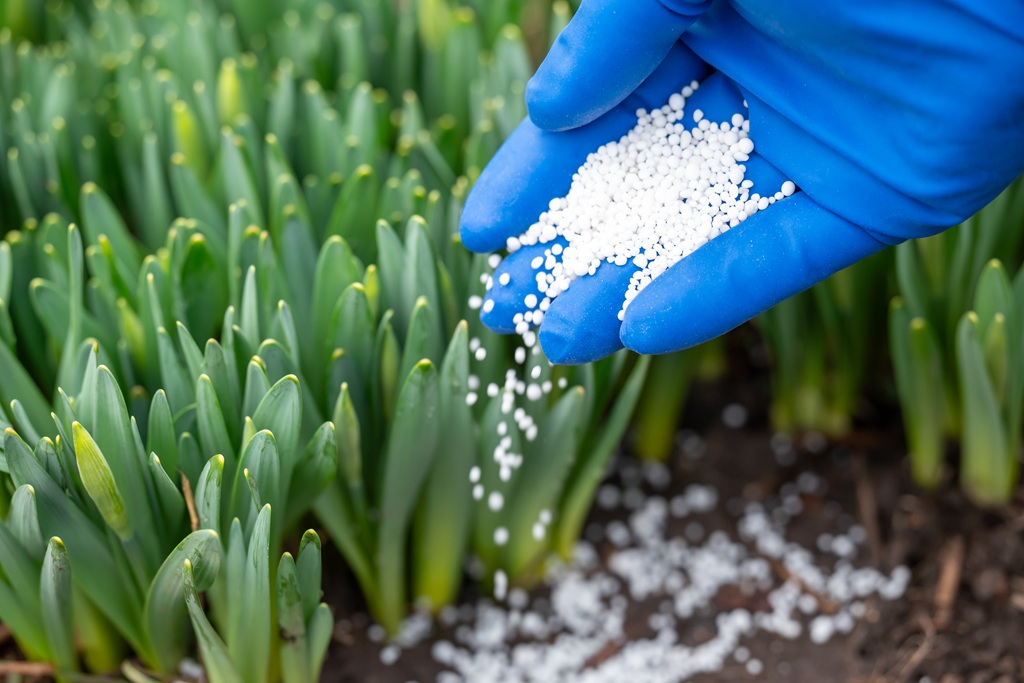 Farmer applying urea fertilizer to agricultural field