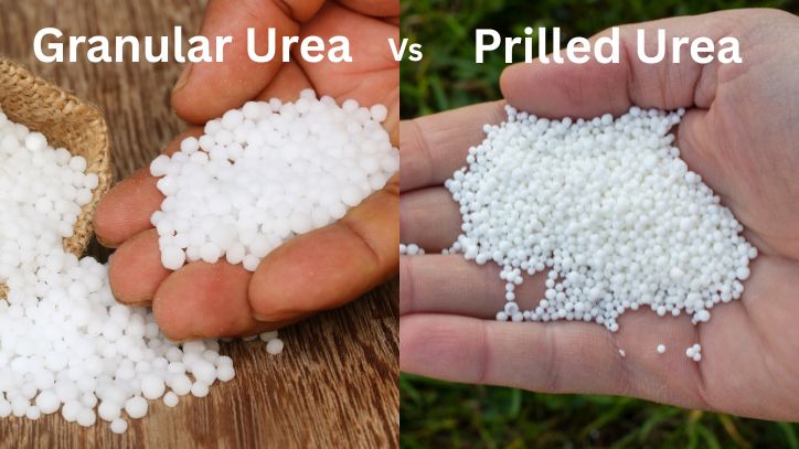 Granular Urea vs Prilled Urea